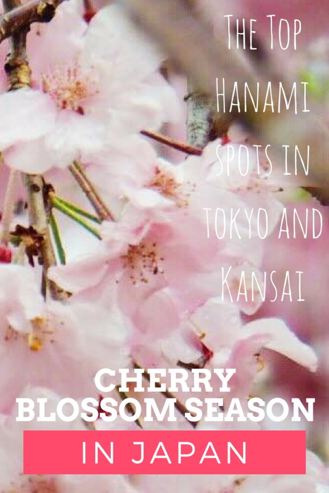 Cherry Blossom Season in Japan with Kids - The Kid Bucket List