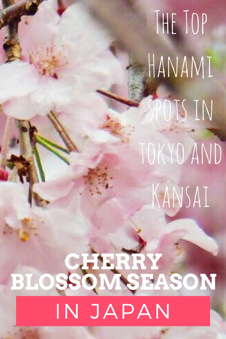 Cherry Blossom Season in Japan with Kids