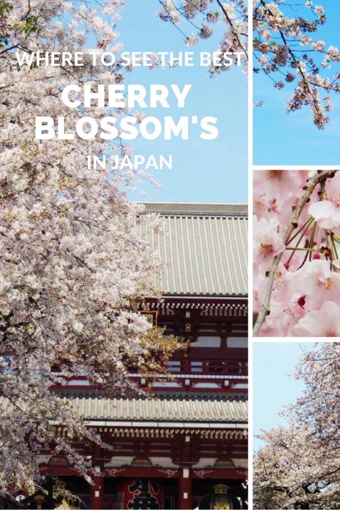 Cherry Blossom Season in Japan with Kids - The Kid Bucket List