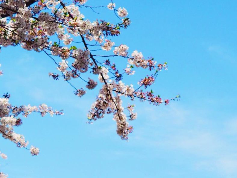 Cherry Blossom Season in Japan with Kids - The Kid Bucket List