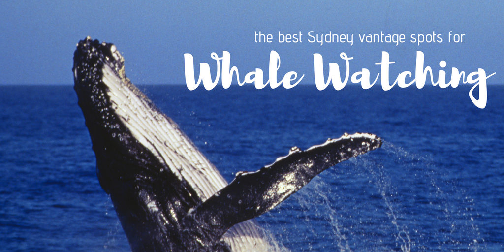 Best Whale Watching in Sydney with Kids - The Kid Bucket List