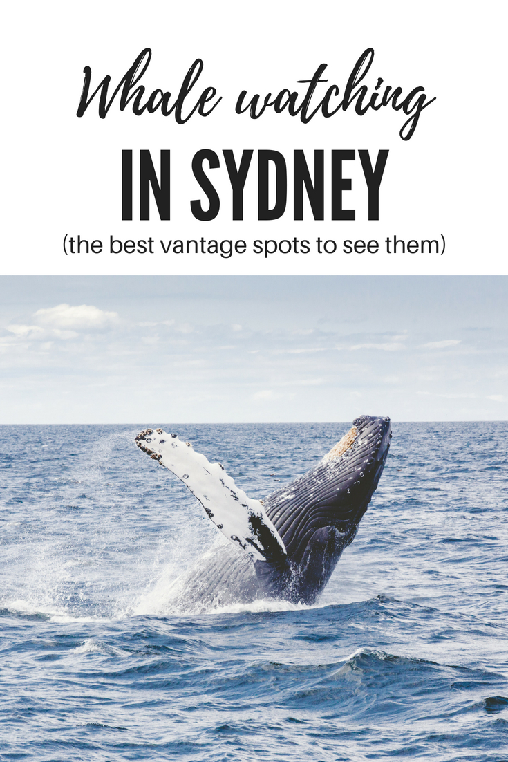 Best Whale Watching in Sydney with Kids