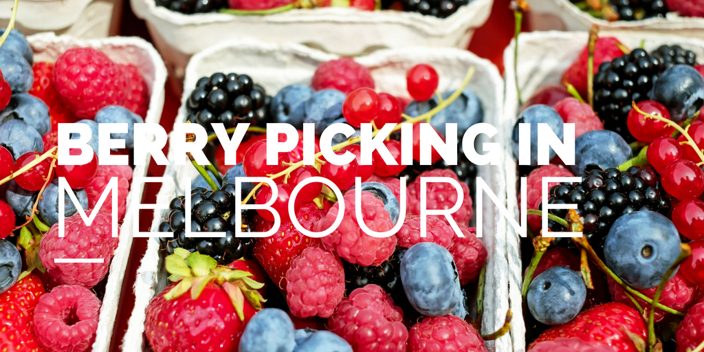 Fruit Picking Near Melbourne : Cherries, Berries And More! - The Kid ...