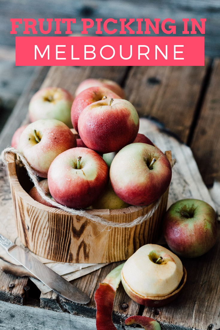 Fruit Picking in Melbourne : Cherries, Berries and More!