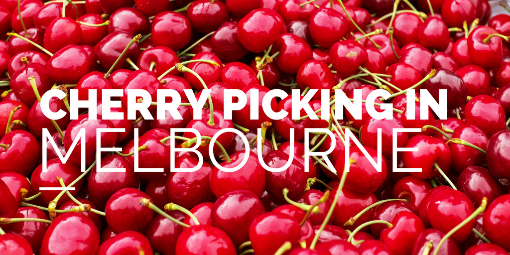 Fruit Picking Near Melbourne Cherries, Berries and More! The Kid Bucket List