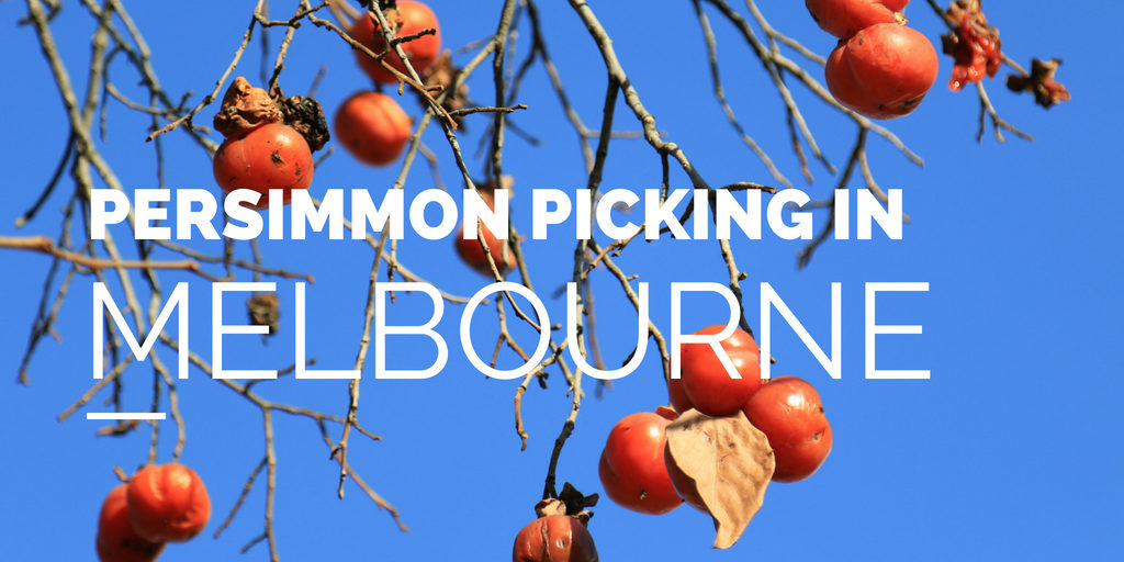  Fruit Picking in Melbourne