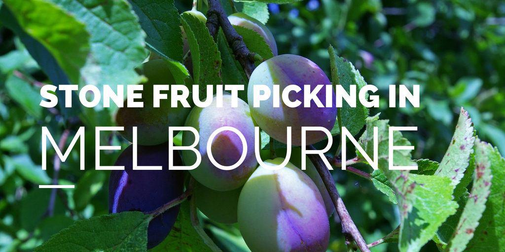  Fruit Picking in Melbourne
