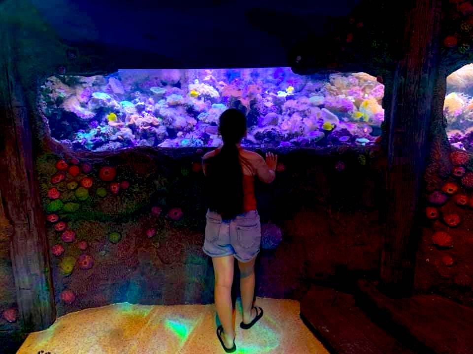 Sea Life Sydney Aquarium with Kids