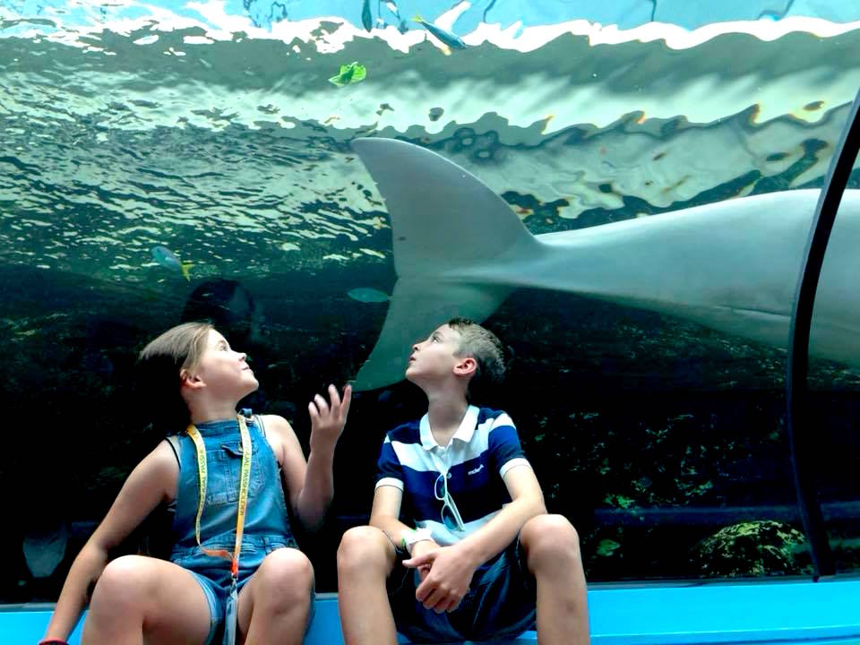 Sea Life Sydney Aquarium with Kids The Kid Bucket List