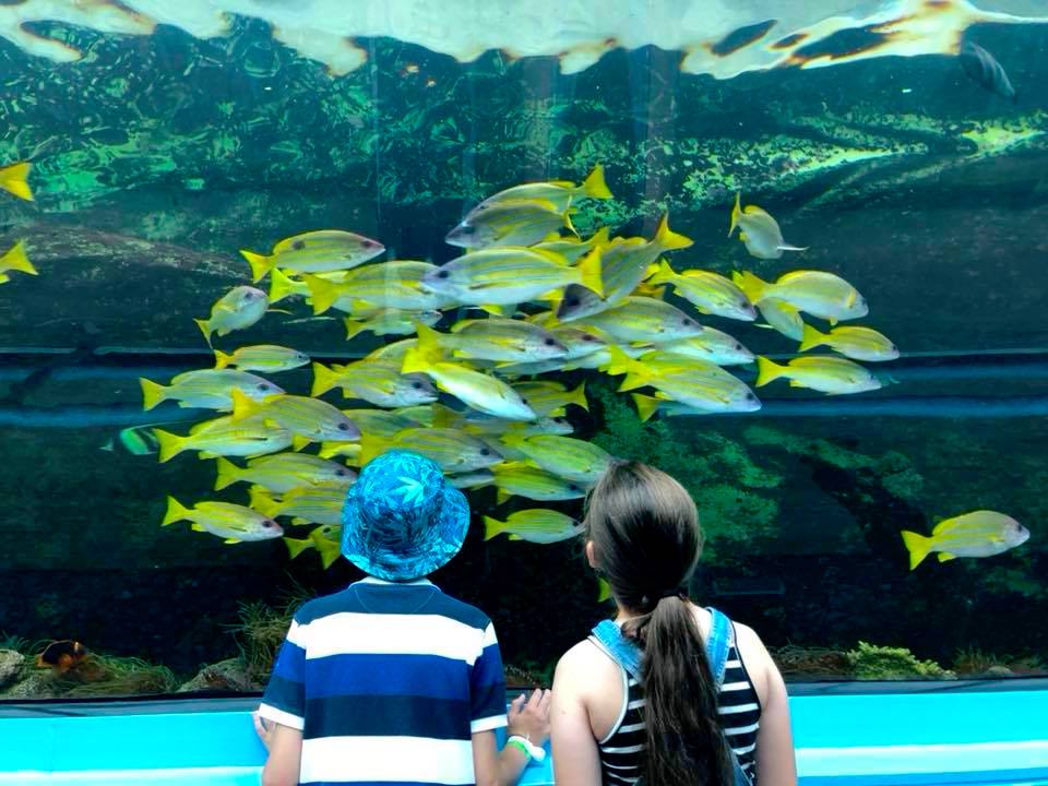 Sea Life Sydney Aquarium with Kids - The Kid Bucket List