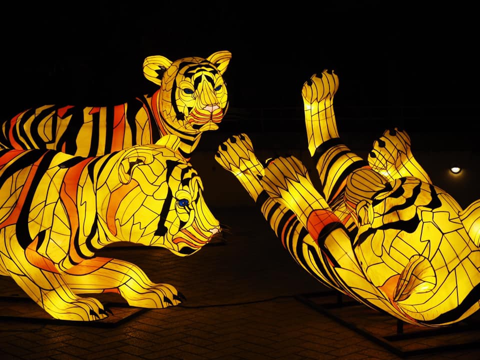 Vivid at Taronga Zoo : Lights For The Wild in Sydney | Tiger Cubs at Taronga Zoo | Vivid Sydney at Taronga Zoo | Taronga Vivid