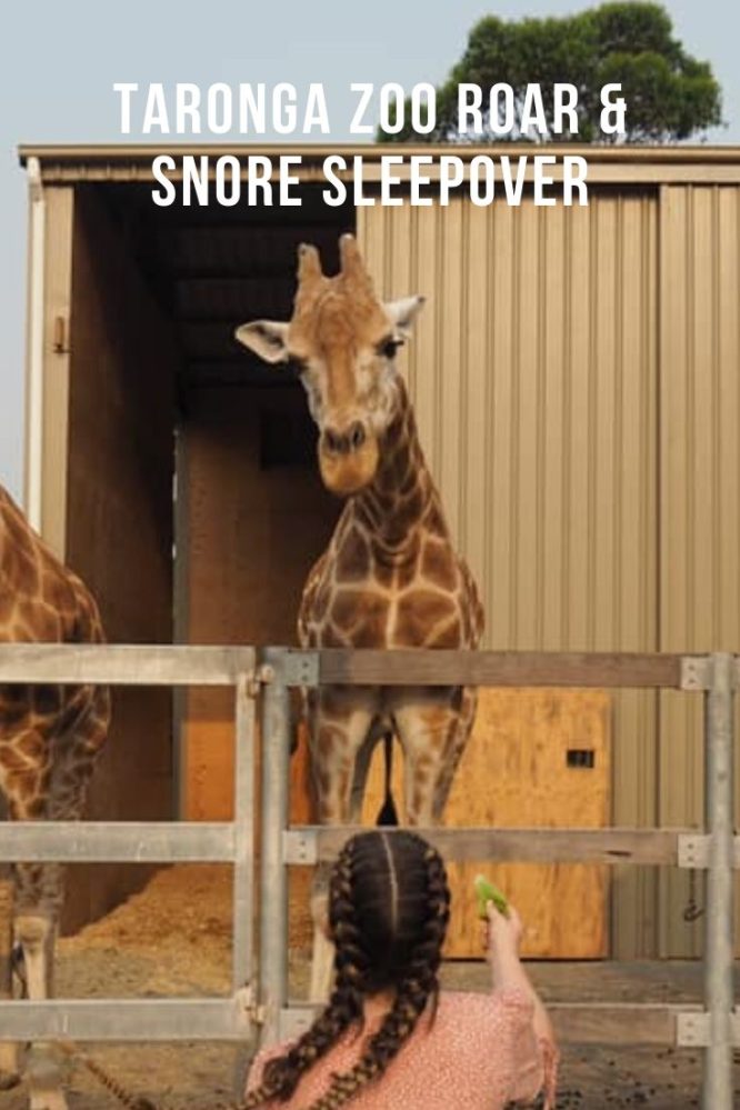 Taronga Zoo Roar and Snore Sleepover : A Full Day of Fun - The Kid ...