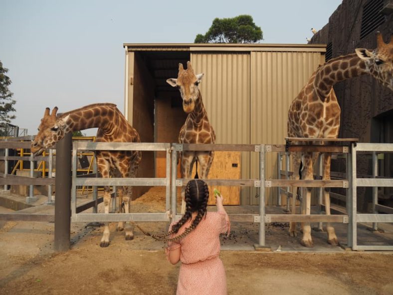 Taronga Zoo Roar and Snore Sleepover A Full Day of Fun The Kid Bucket List