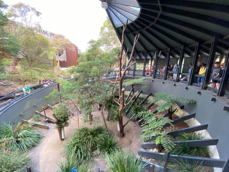 Taronga Zoo Roar and Snore Sleepover A Full Day of Fun The Kid Bucket List