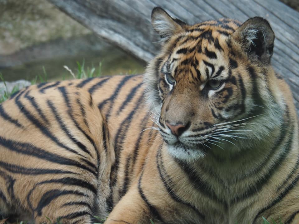 Taronga Zoo Roar and Snore Sleepover : A Full Day of Fun