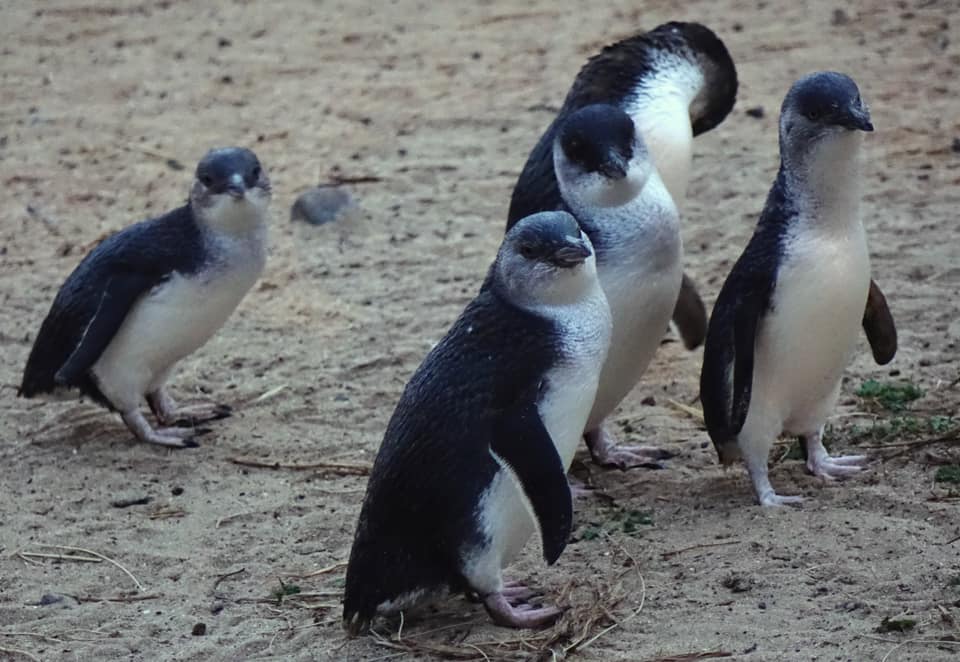 Guide to Phillip Island Penguin Parade with Kids