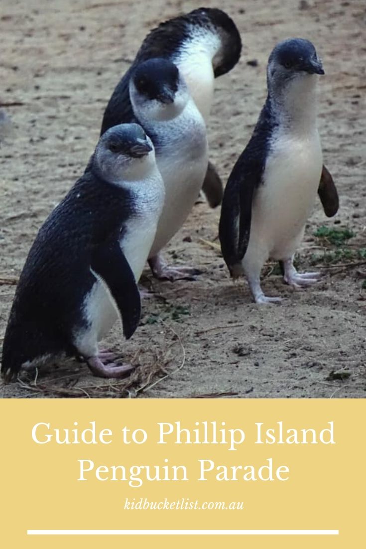 Phillip Island Penguin Parade with kids Guide