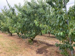 Mornington Peninsula Farm Gates : Cherry Farms and More! - The Kid ...