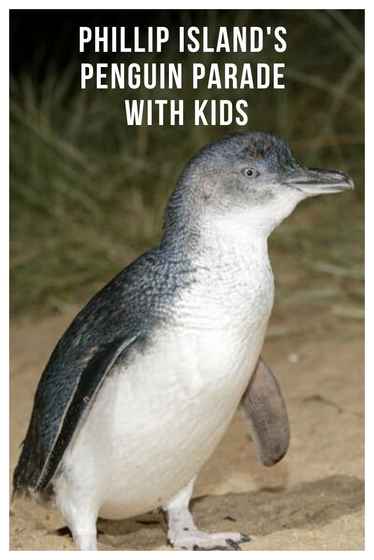 Phillip Island Penguin Parade with kids Guide
