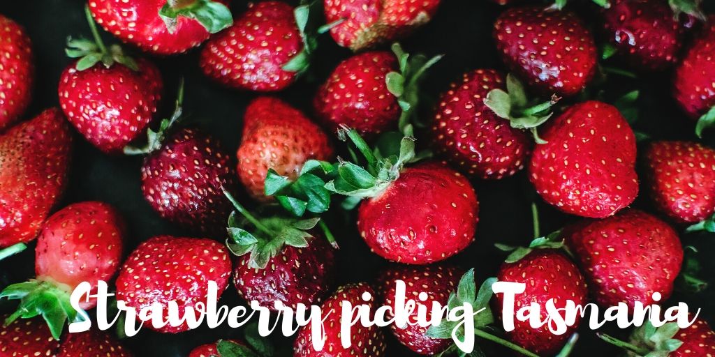Strawberry Picking Around Australia : Find a Strawberry Farm Near Me