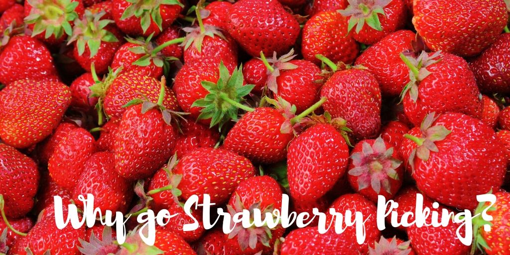Strawberry Picking Around Australia : Find a Strawberry Farm Near Me