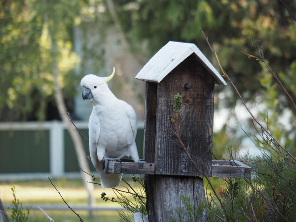 6 Bird Watching Backyard Bird Activities to do with kids 