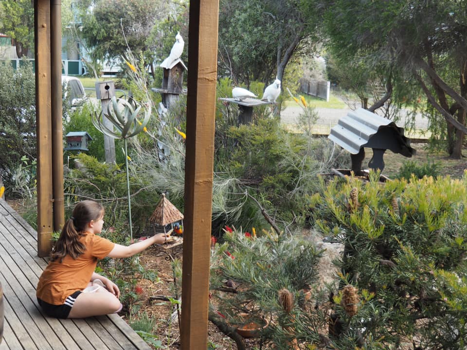 6 Bird Watching Backyard Bird Activities to do with kids 