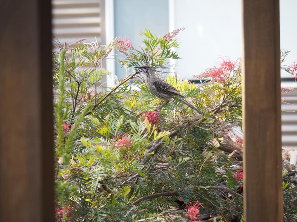 6 Bird Watching Backyard Bird Activities to do with kids 