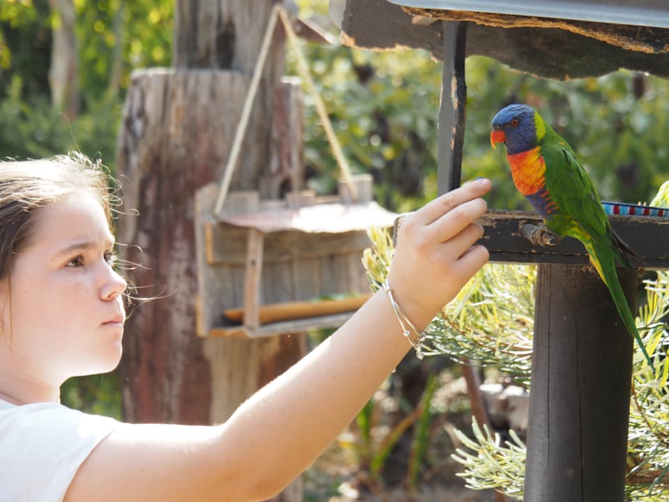 6 Bird Watching Backyard Bird Activities to do with kids 