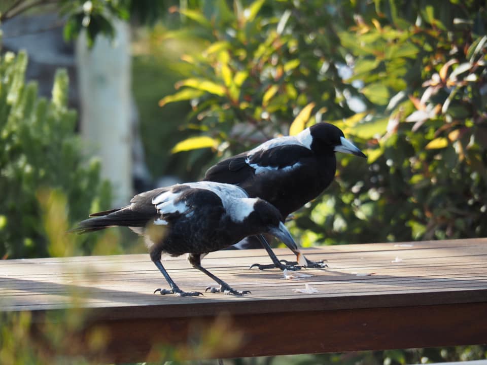 6 Bird Watching Backyard Bird Activities to do with kids 