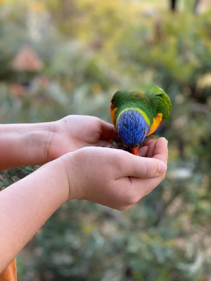 6 Bird Watching Backyard Bird Activities to do with kids 