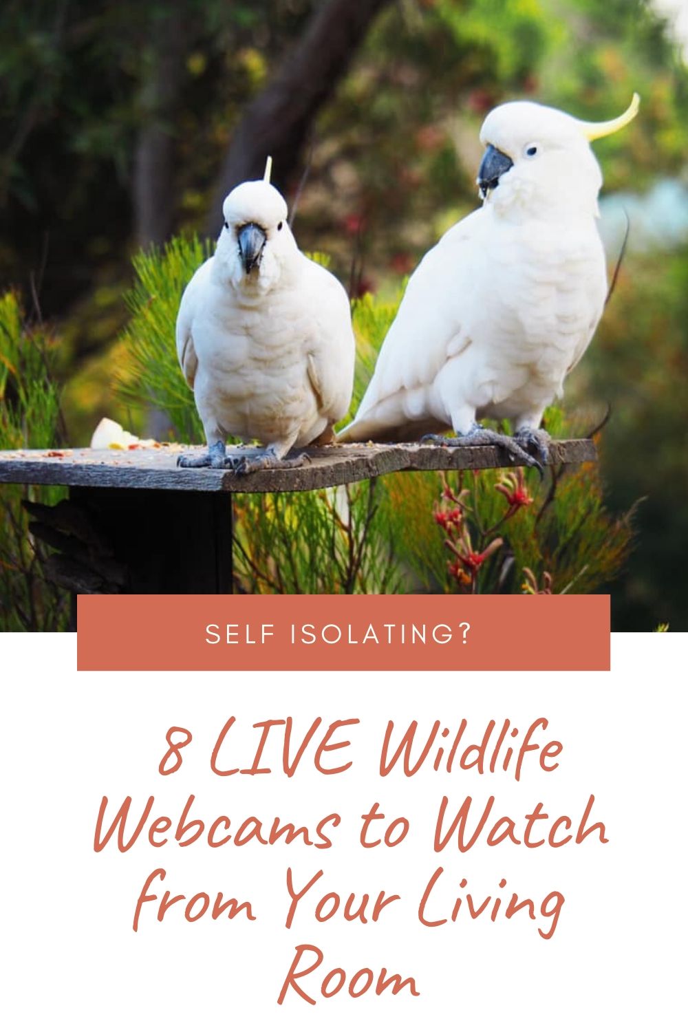 8 LIVE Wildlife Webcams to Watch from Your Living Room