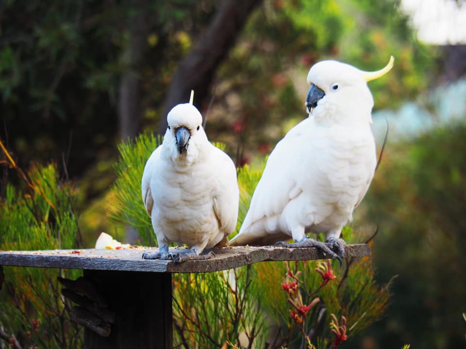 8 LIVE Wildlife Webcams to Watch from Your Living Room