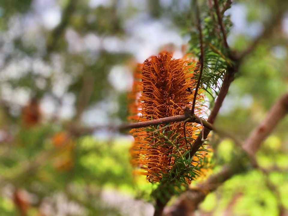 Kurnell Sydney | Visiting Kurnell | Botany Bay with Kids | Kurnell with kids