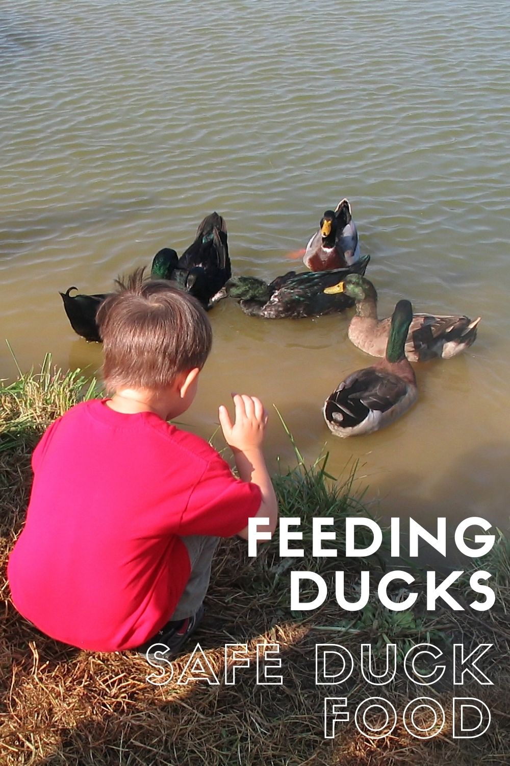 Where to feed ducks | What to feed ducks | what cant you feed ducks