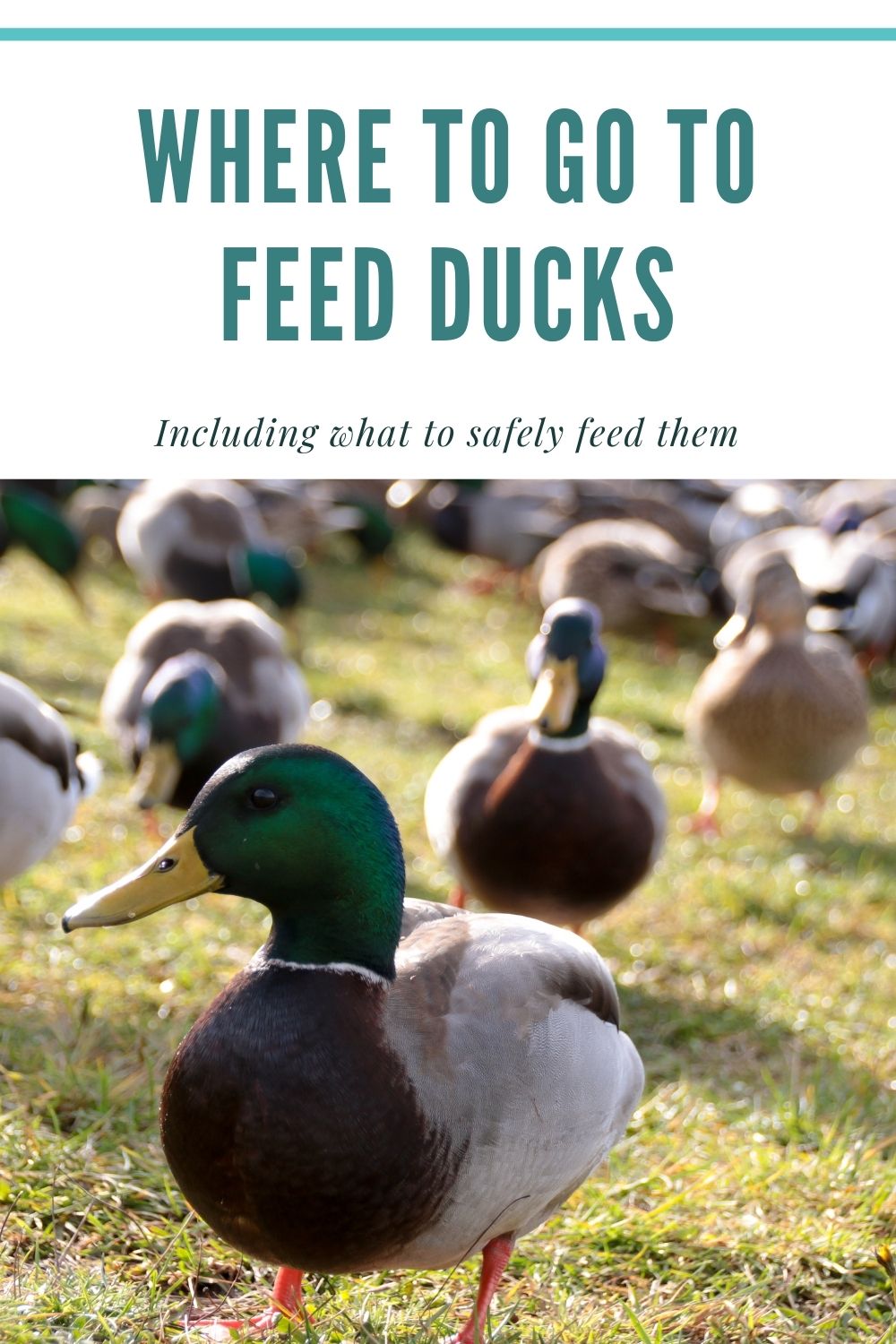What to Feed Ducks : Feeding Ducks with Kids - The Kid Bucket List