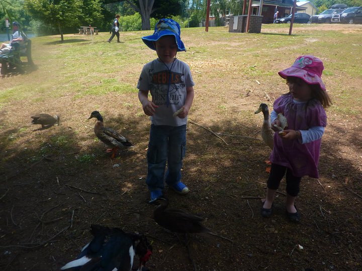 What to feed ducks