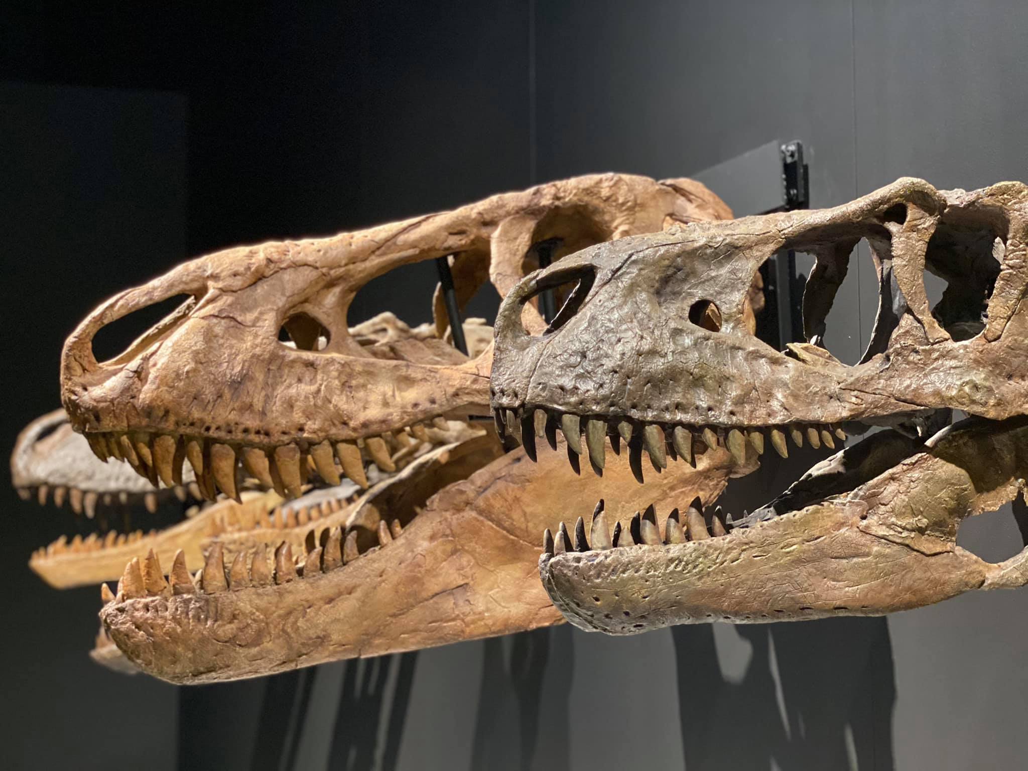 Dinosaurs in Sydney | The Best Sydney museum to see dinosaurs