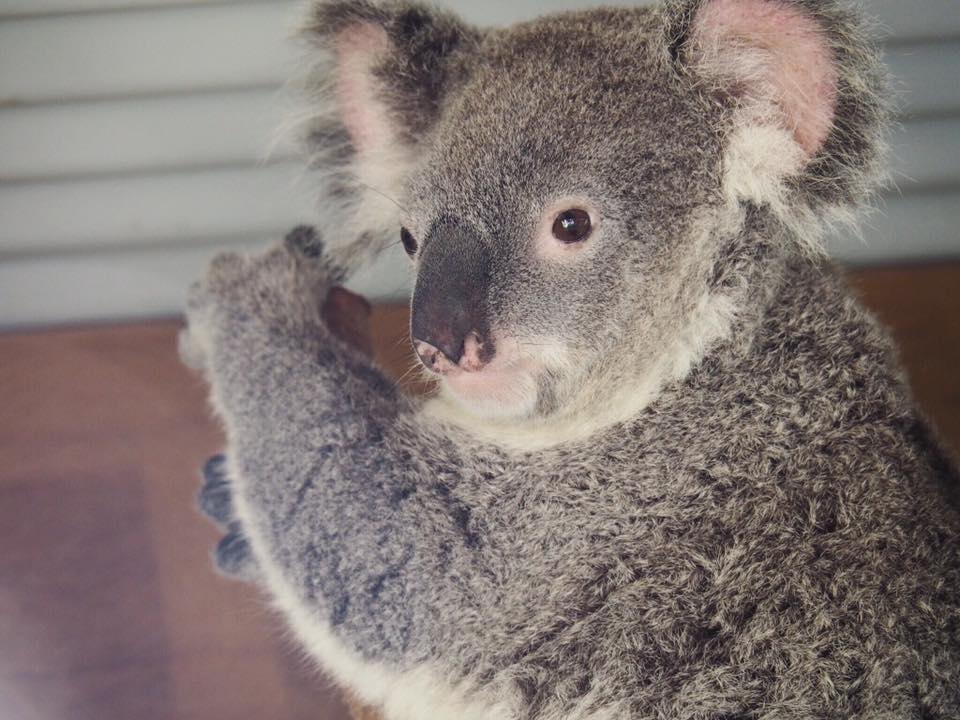 Can I hold a koala in Sydney?