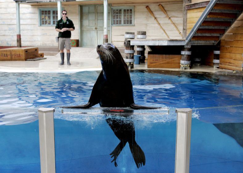 Seals for the Wild Presentation | Sydney Taronga Zoo