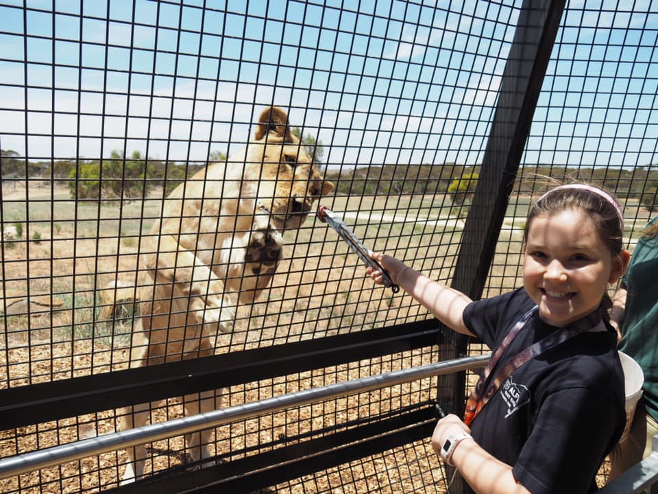 Feeding Lions at Monarto Zoo | Zoos in South Australia | Zoos in Adelaide