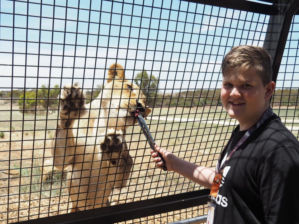 Feeding Lions at zoos in Adelaide