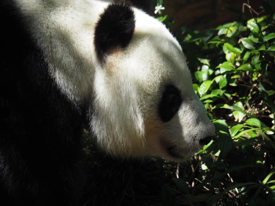 Pandas in Adelaide zoo | Where to see pandas in Australia | Pandas in Australia