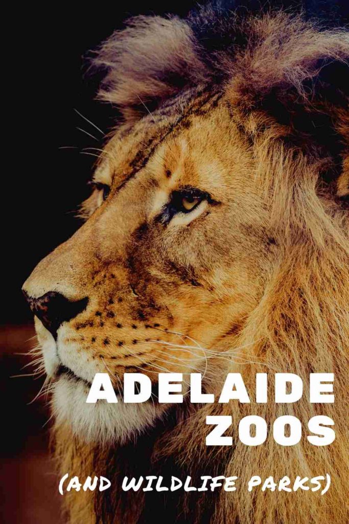 Top 6 Zoos in Adelaide South Australia (and Wildlife Parks!) The Kid Bucket List