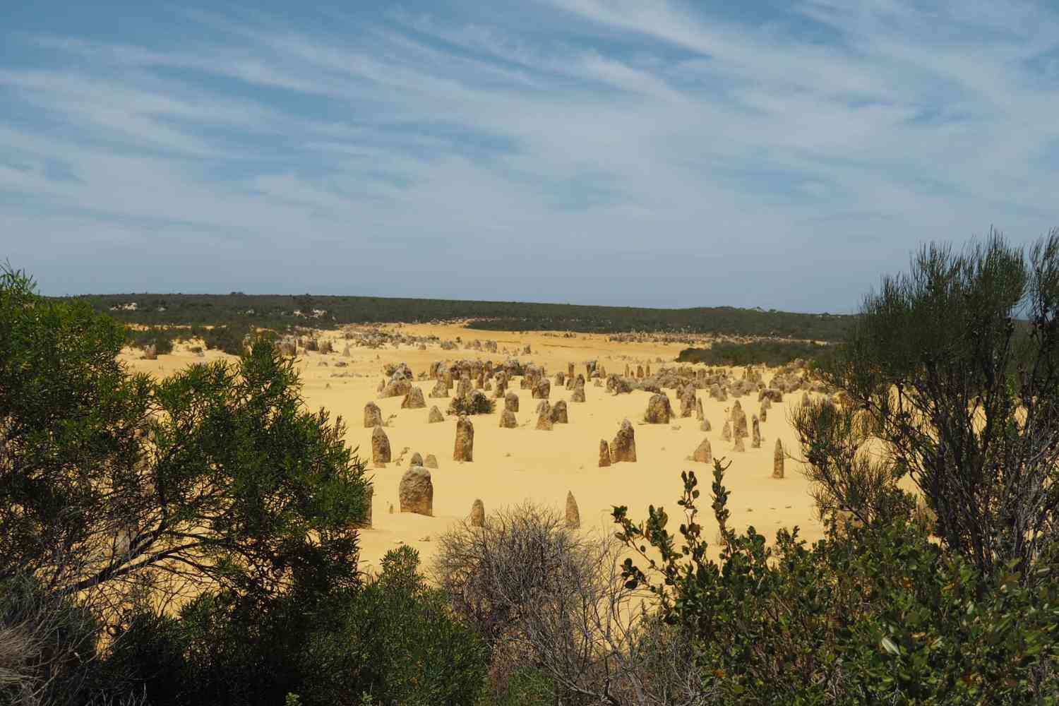 Looking across the Pinnacles Desert at the many spires