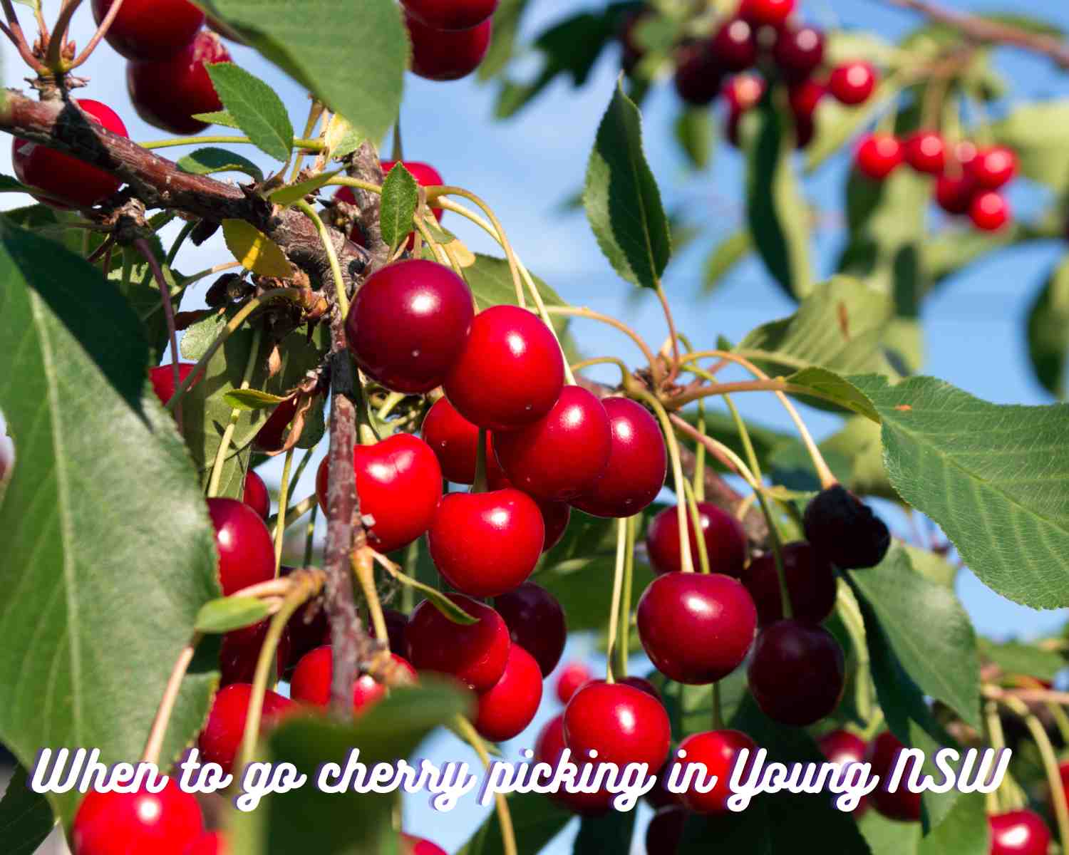 Cherry Picking in Young NSW with Kids