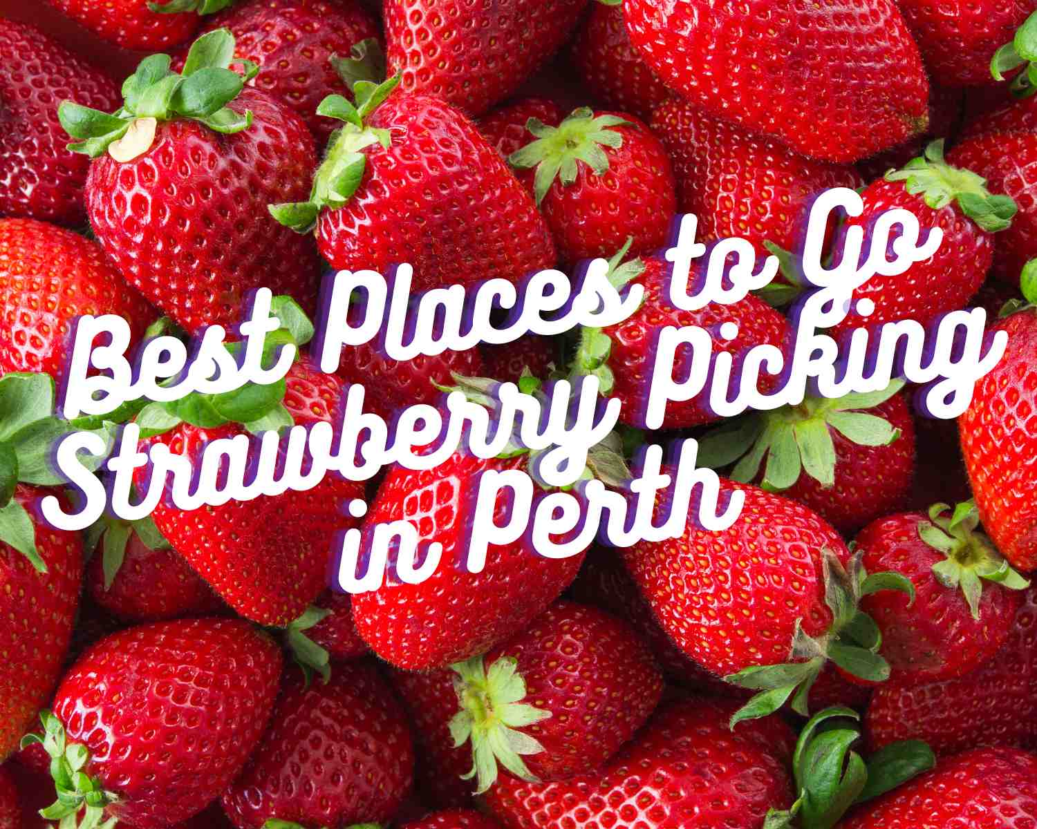Strawberry Picking Perth WA with kids