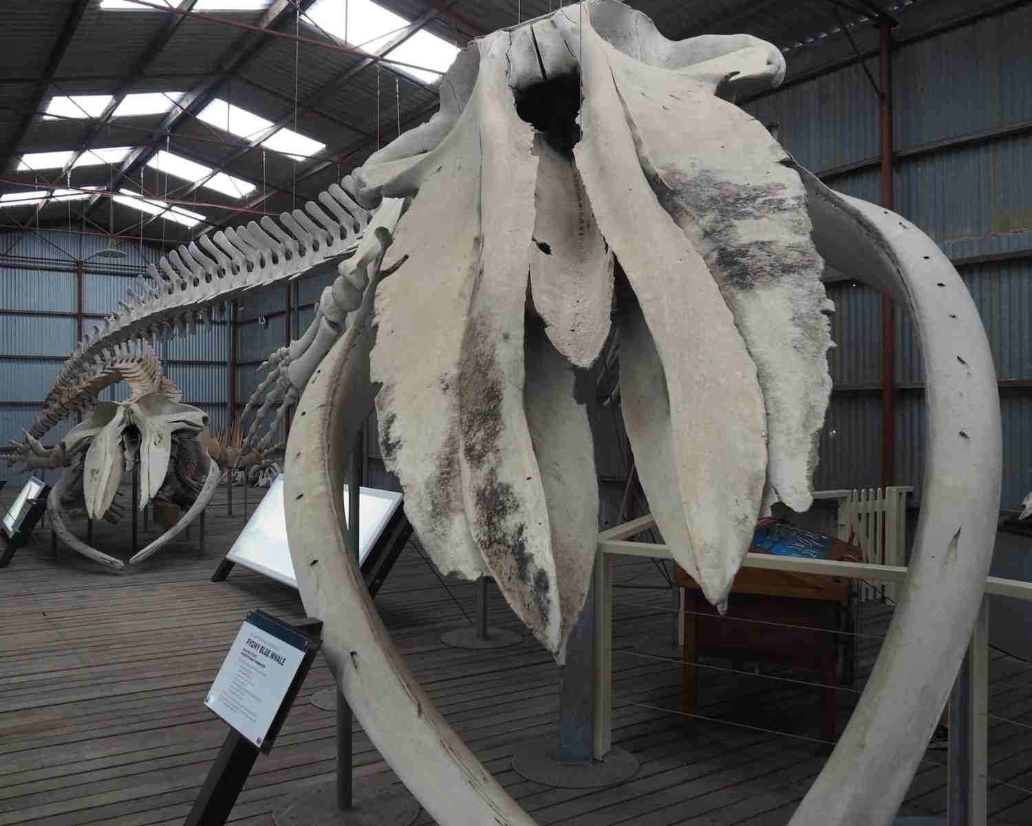 Huge blue whale at Albany Whaling station