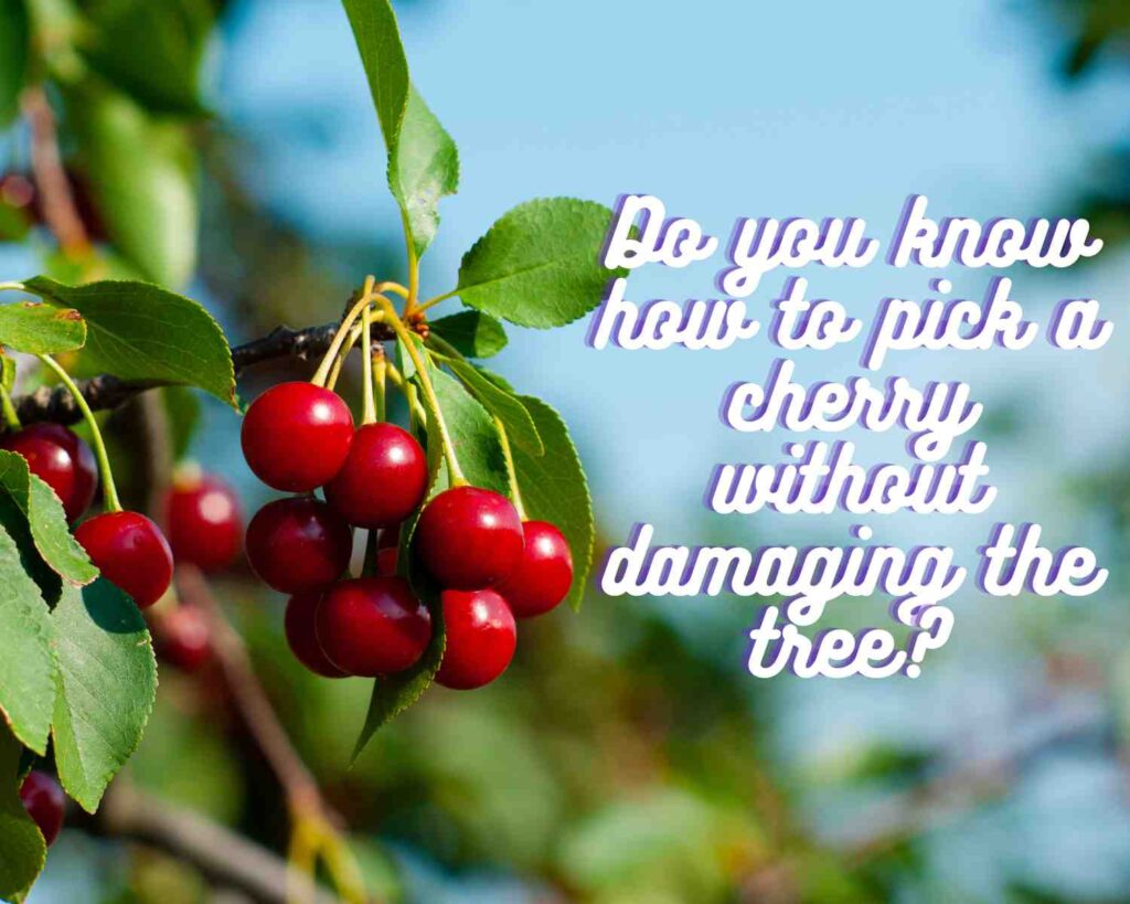 Cherry Picking in Young NSW with Kids The Kid Bucket List