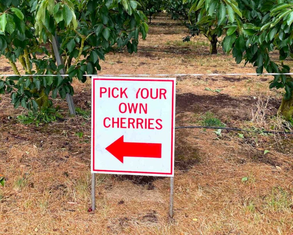 Cherry Picking in Young NSW with Kids The Kid Bucket List